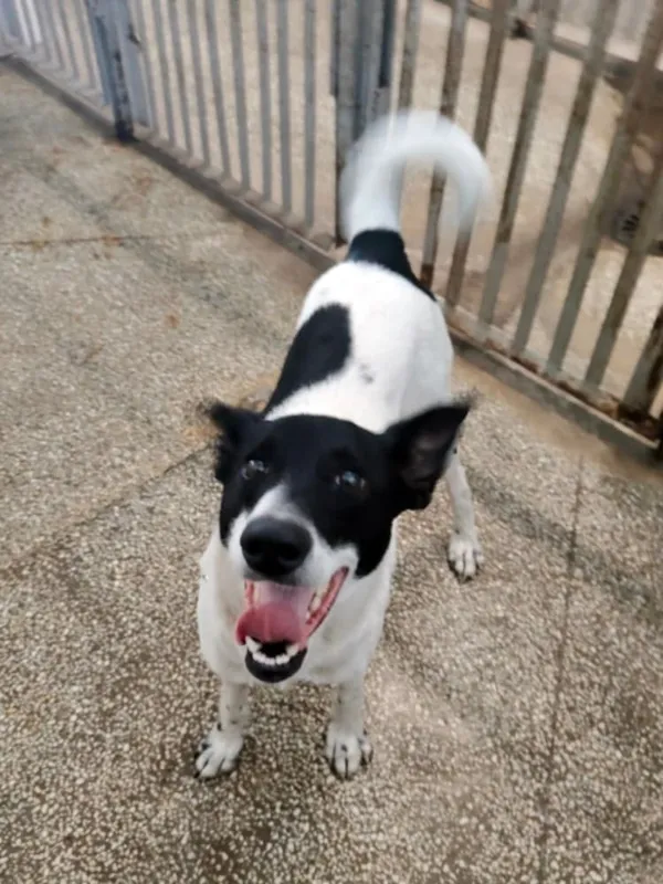 Pies do adopcji, Włocławek, 30 czerwca 2025 (4/5)