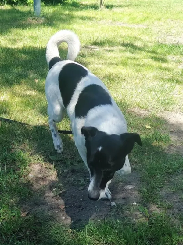 Pies do adopcji, Włocławek, 30 czerwca 2025 (5/5)