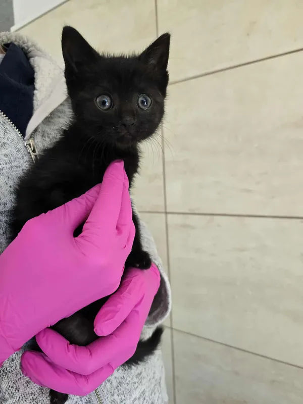 Znaleziono kota, Czartki, 1 lipca 2025