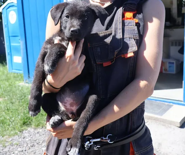 Znaleziono psa, Łódź, 1 lipca 2025 (1/2)