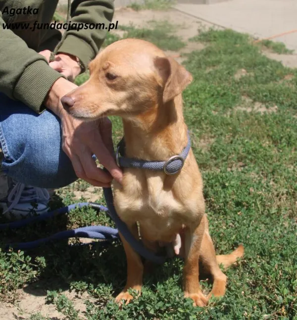 Pies do adopcji, Nowy Dwór Mazowiecki, 1 lipca 2025 (1/5)