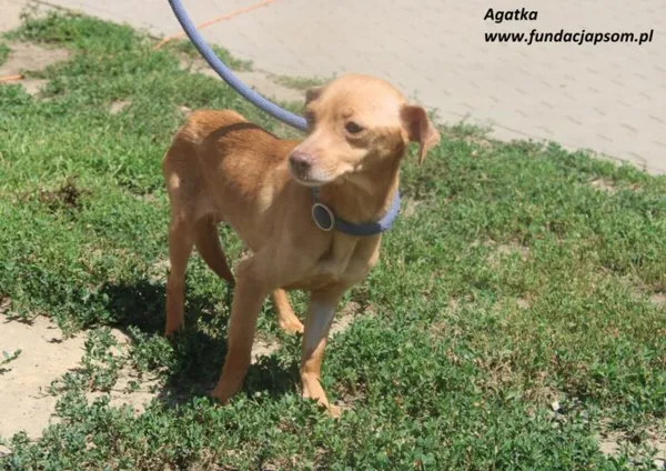 Pies do adopcji, Nowy Dwór Mazowiecki, 1 lipca 2025 (2/5)