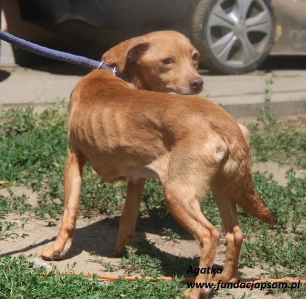 Pies do adopcji, Nowy Dwór Mazowiecki, 1 lipca 2025 (5/5)