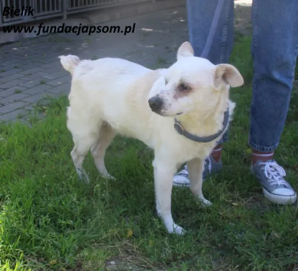 Pies do adopcji, Nowy Dwór Mazowiecki, 1 lipca 2025 (1/5)