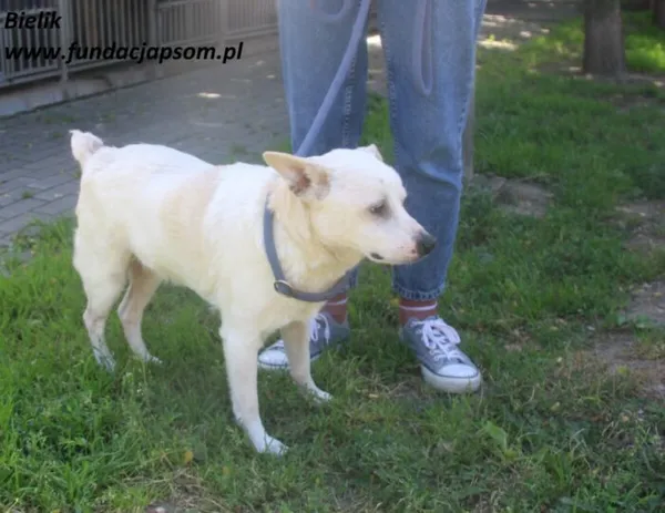 Pies do adopcji, Nowy Dwór Mazowiecki, 1 lipca 2025 (3/5)