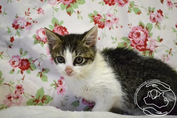 Kot do adopcji, Chełmek, 14 czerwca 2025