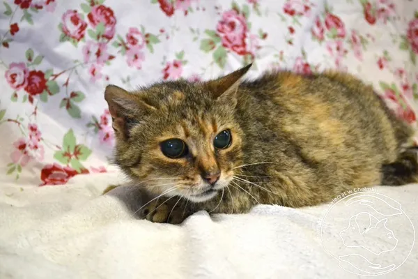 Kot do adopcji, Chełmek, 2 czerwca 2025