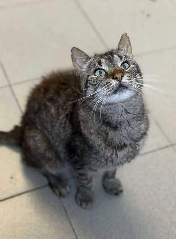 Znaleziono kota, Lublin, 29 czerwca 2025