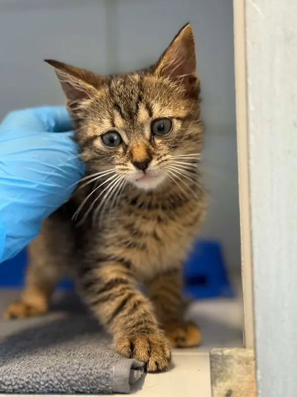 Znaleziono kota, Lublin, 30 czerwca 2025