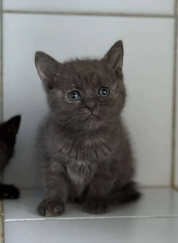 Znaleziono kota, Lublin, 30 czerwca 2025