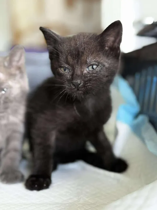 Znaleziono kota, Lublin, 30 czerwca 2025