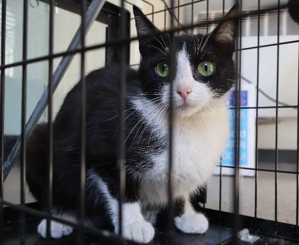 Znaleziono kota, Łódź, 1 lipca 2025 (1/5)