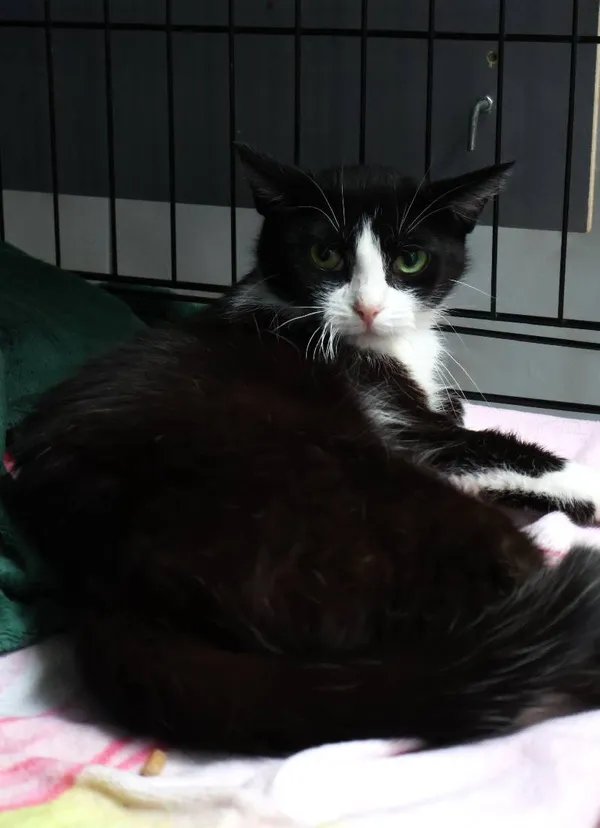 Znaleziono kota, Łódź, 1 lipca 2025 (5/5)