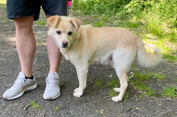 Pies do adopcji, gmina Platerówka, 1 lipca 2025 (1/2)