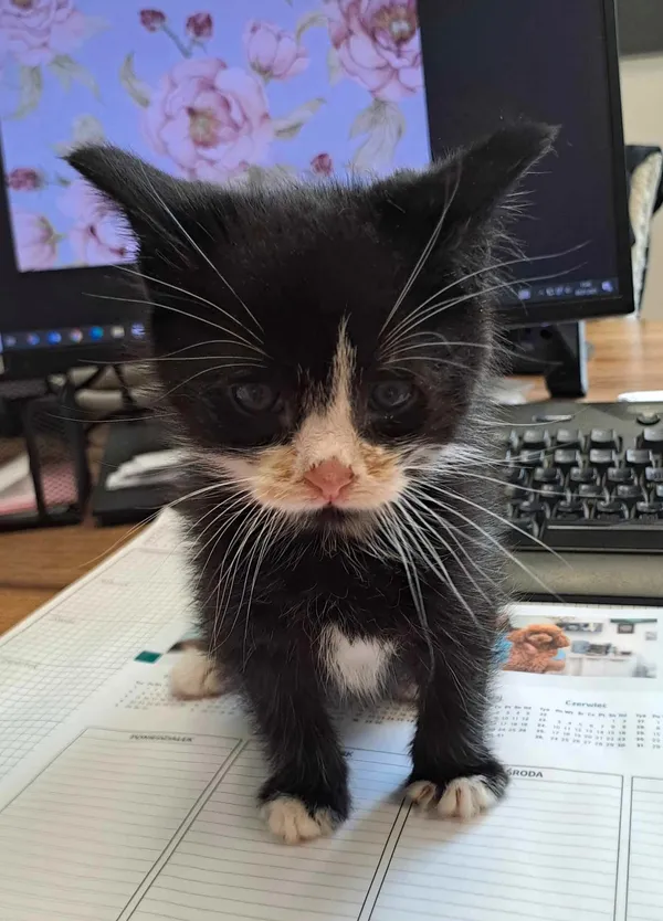 Kot do adopcji, Olsztyn, 24 czerwca 2025 (1/2)