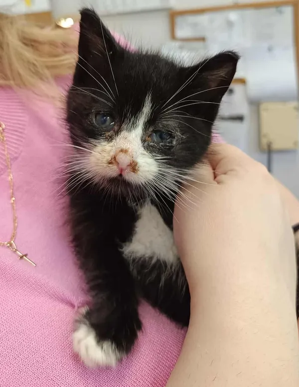 Kot do adopcji, Olsztyn, 24 czerwca 2025 (2/2)