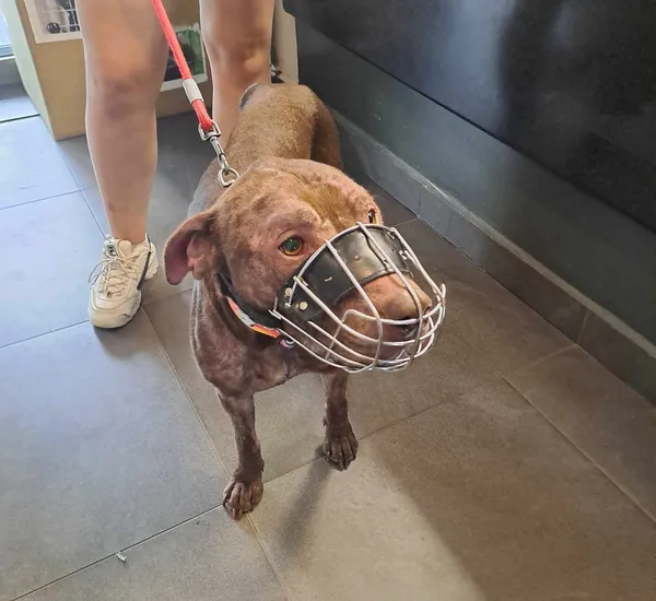 Pies do adopcji, Olsztyn, 27 czerwca 2025 (3/5)