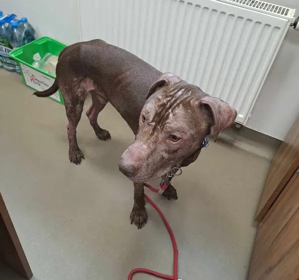 Pies do adopcji, Olsztyn, 27 czerwca 2025 (4/5)