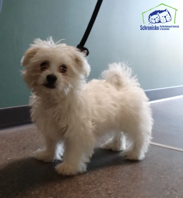 Pies do adopcji, Szczecin, 30 czerwca 2025 (1/2)