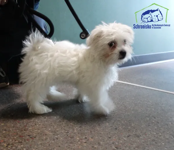 Pies do adopcji, Szczecin, 30 czerwca 2025 (2/2)