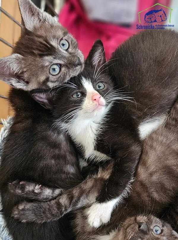 Kot do adopcji, Szczecin, 13 czerwca 2025 (1/2)