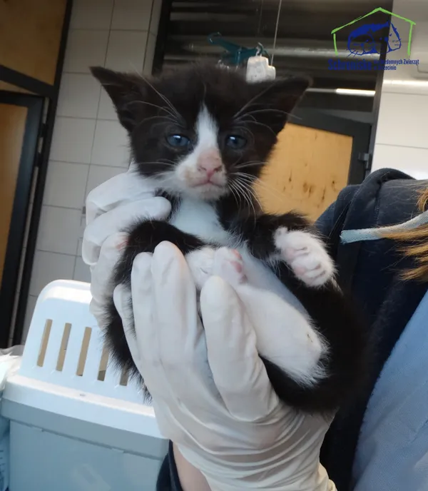 Kot do adopcji, Szczecin, 13 czerwca 2025 (2/2)