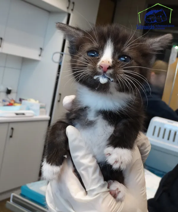 Kot do adopcji, Szczecin, 13 czerwca 2025