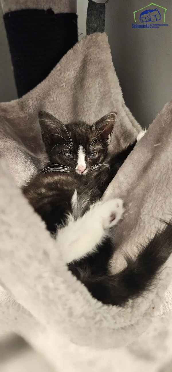 Kot do adopcji, Szczecin, 13 czerwca 2025 (1/2)
