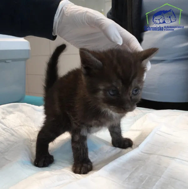 Kot do adopcji, Szczecin, 13 czerwca 2025