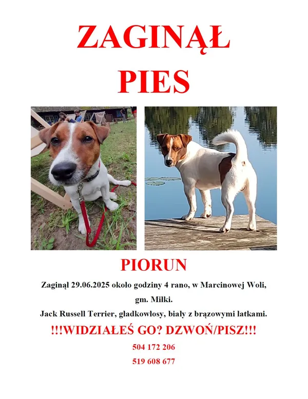 Zaginął pies, Marcinowa Wola, 2 lipca 2025 (1/2)