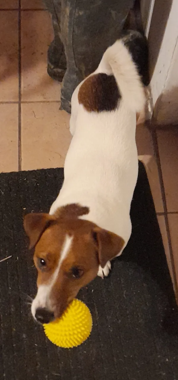 Zaginął pies, Marcinowa Wola, 2 lipca 2025 (2/2)