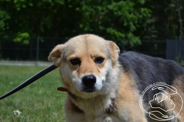 Pies do adopcji, Chełmek, 6 czerwca 2025