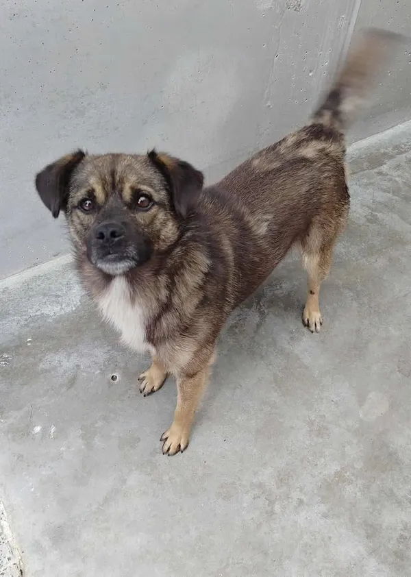 Znaleziono psa, Lublin, 29 czerwca 2025