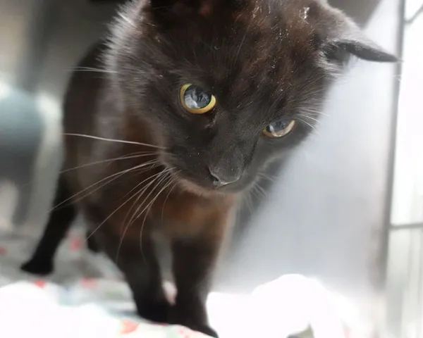 Znaleziono kota, Gdańsk, 1 lipca 2025