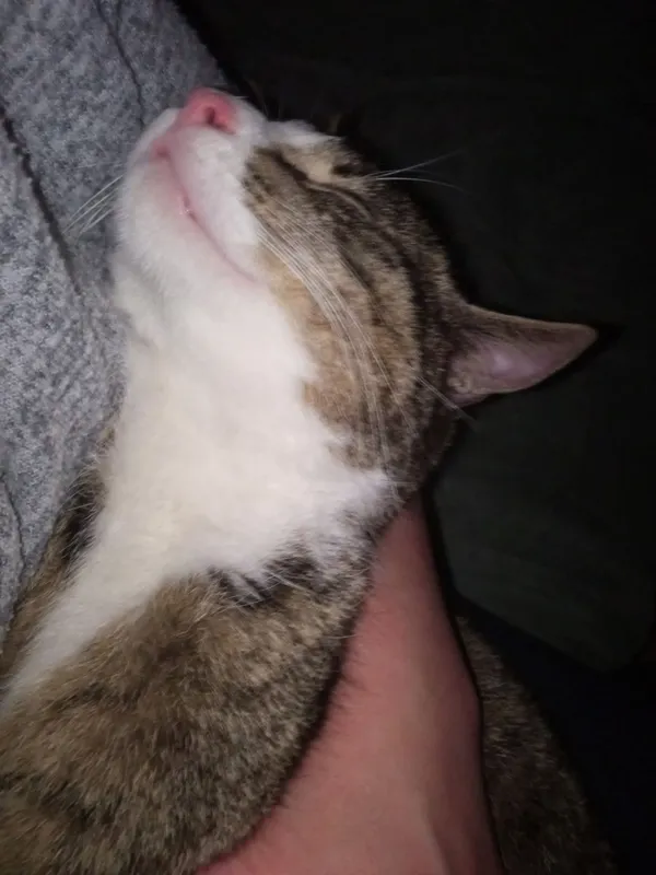 Zaginął kot, Łódź, 2 lipca 2025