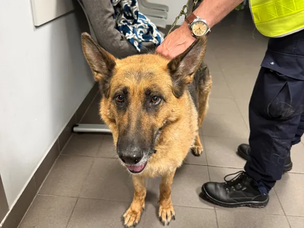 Znaleziono psa, Bydgoszcz, 27 czerwca 2025