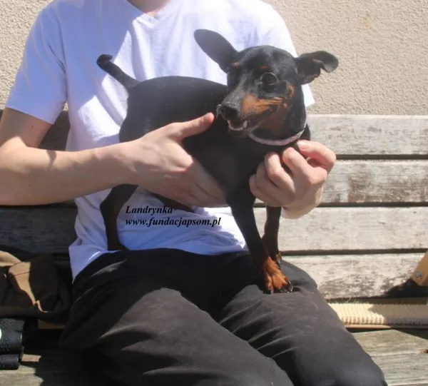 Pies do adopcji, Nowy Dwór Mazowiecki, 2 lipca 2025 (2/4)