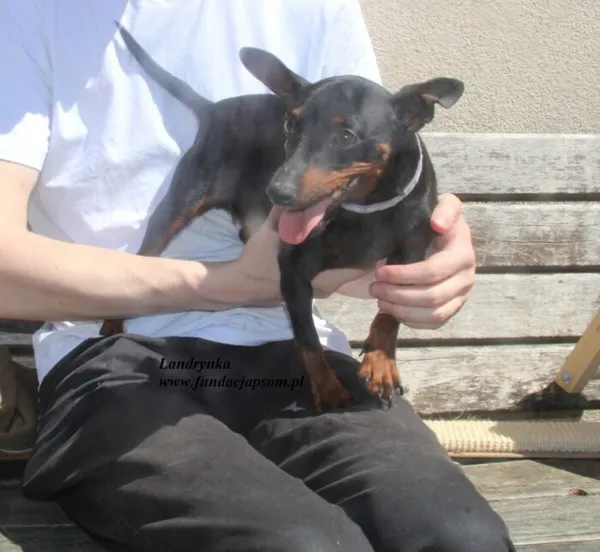 Pies do adopcji, Nowy Dwór Mazowiecki, 2 lipca 2025 (3/4)