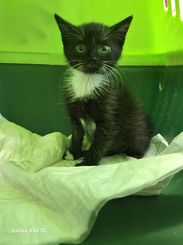 Kot do adopcji, Orzechowce, 1 lipca 2025