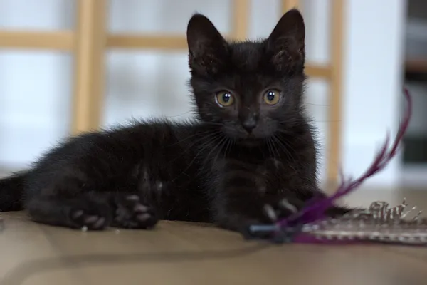 Znaleziono kota, Sosnowiec, 1 lipca 2025 (4/5)