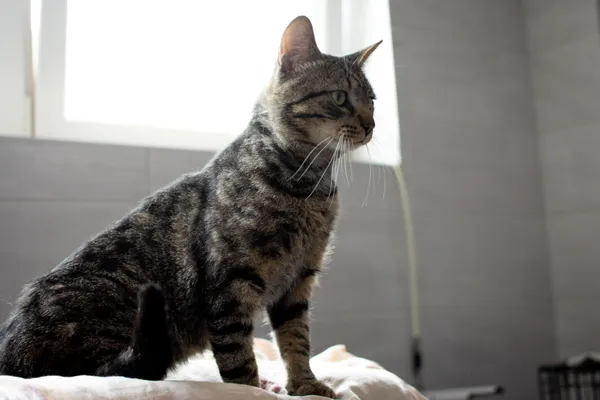 Znaleziono kota, Sosnowiec, 1 lipca 2025 (2/5)