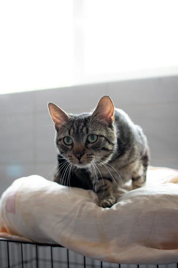 Znaleziono kota, Sosnowiec, 1 lipca 2025 (4/5)