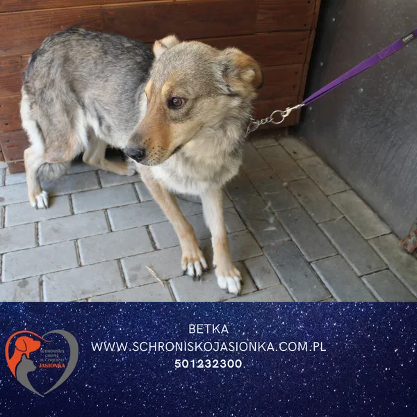 Znaleziono psa, Dębniak, 1 lipca 2025