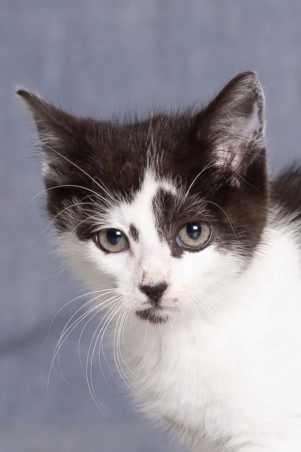 Kot do adopcji, Gdańsk, 2 lipca 2025