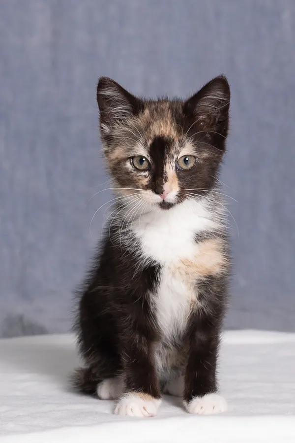 Kot do adopcji, Gdańsk, 2 lipca 2025