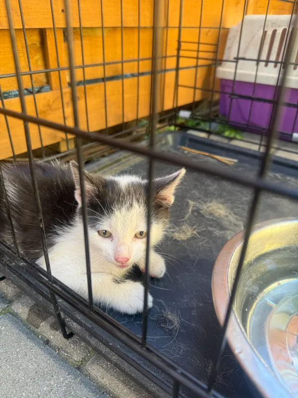 Znaleziono kota, Krośniewice, 2 lipca 2025 (2/2)