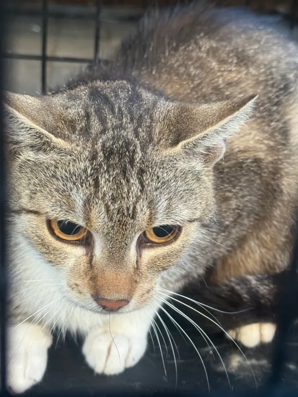 Znaleziono kota, Krośniewice, 2 lipca 2025