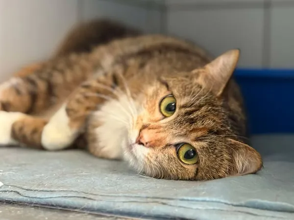 Znaleziono kota, Lublin, 1 lipca 2025