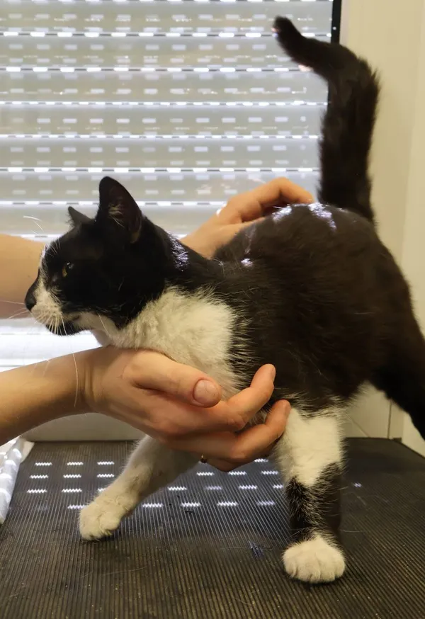 Znaleziono kota, Łódź, 2 lipca 2025 (2/5)