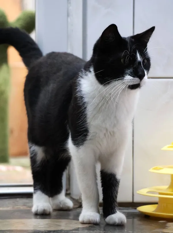 Znaleziono kota, Łódź, 2 lipca 2025 (3/5)